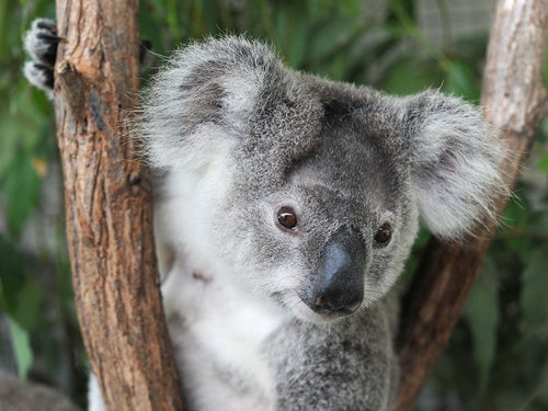 Super Cute Small Koala Bear